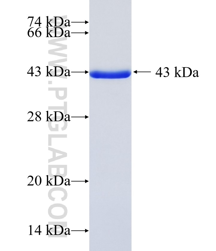 SOD1 fusion protein Ag0335 SDS-PAGE