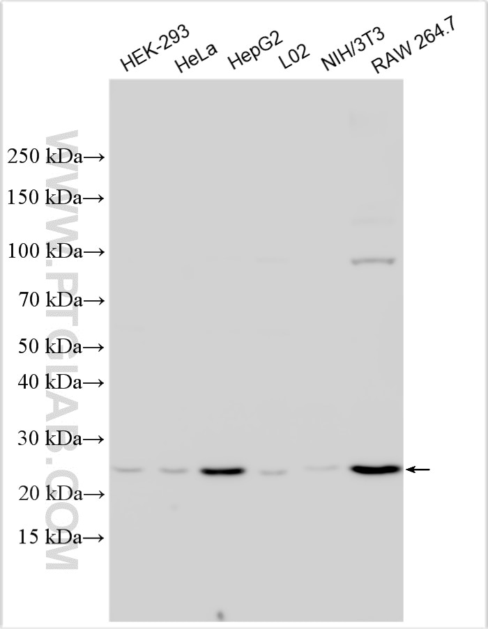 Western Blot (WB) analysis of various lysates using MnSOD Polyclonal antibody (22267-1-AP)