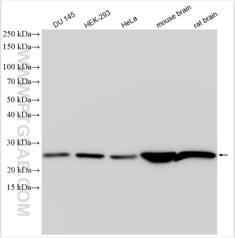 Western Blot (WB) analysis of various lysates using SOD2 Polyclonal antibody (24127-1-AP)