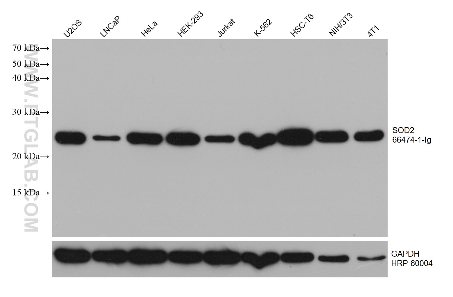 Western Blot (WB) analysis of various lysates using SOD2 Monoclonal antibody (66474-1-Ig)