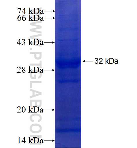 SOD3 fusion protein Ag5840 SDS-PAGE