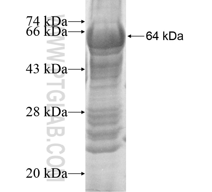 SOHLH1 fusion protein Ag12107 SDS-PAGE