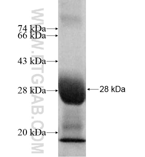 SOHLH2 fusion protein Ag10734 SDS-PAGE