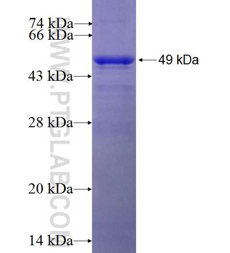 SON fusion protein Ag27620 SDS-PAGE