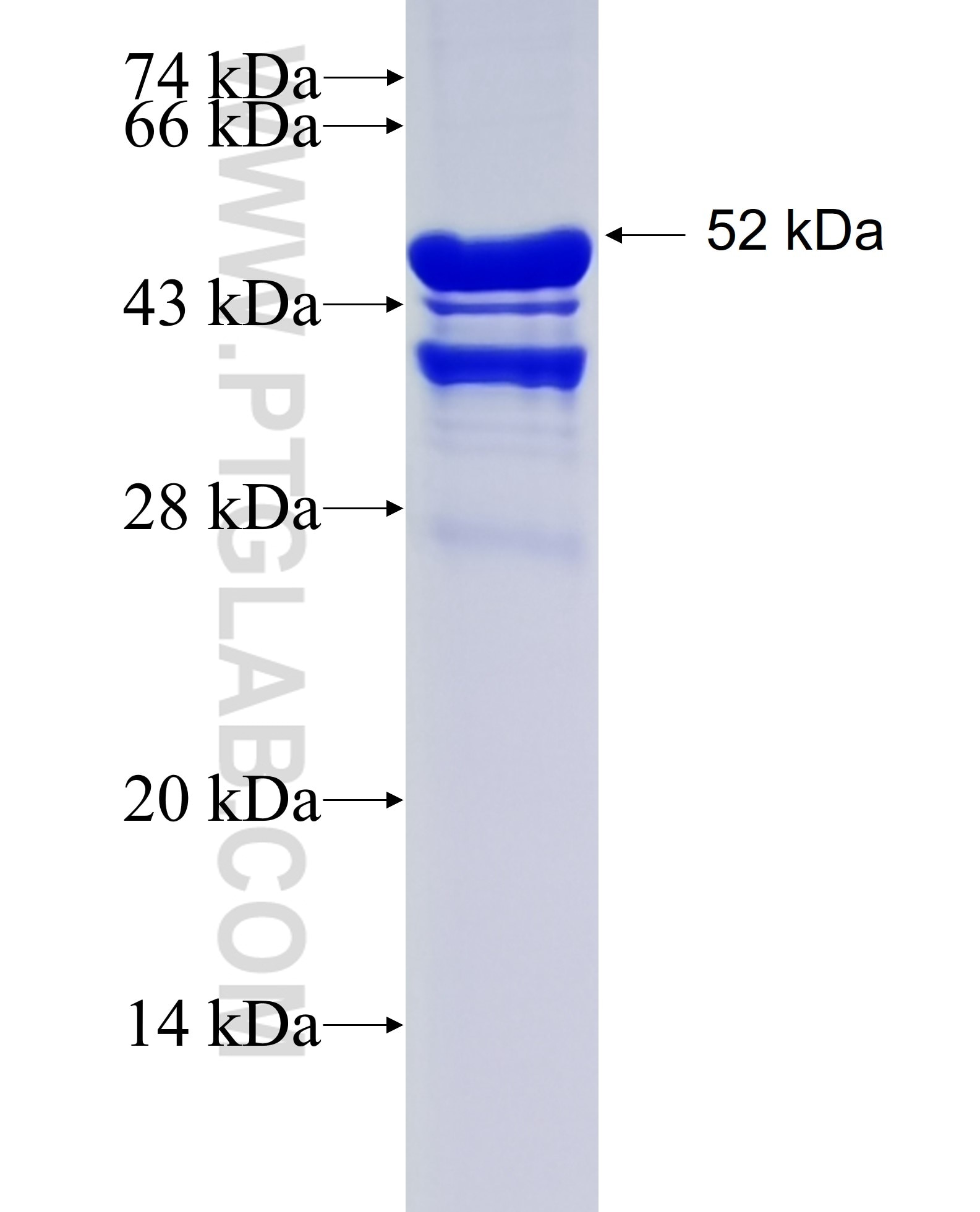 SON fusion protein Ag27620 SDS-PAGE