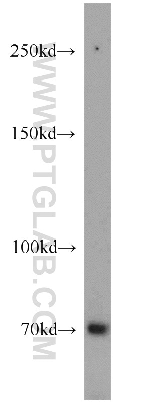 Western Blot (WB) analysis of 3T3-L1 cells using SORBS1 Polyclonal antibody (13854-1-AP)