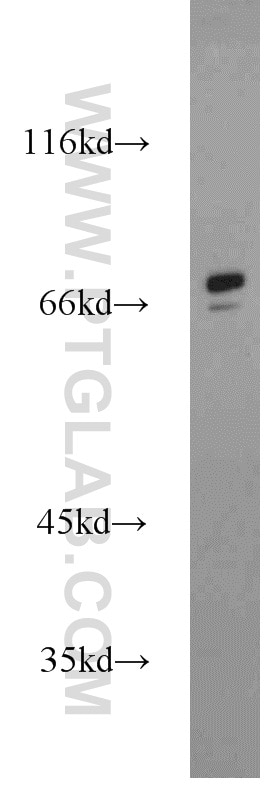 Western Blot (WB) analysis of HEK-293 cells using SORBS1 Polyclonal antibody (13854-1-AP)