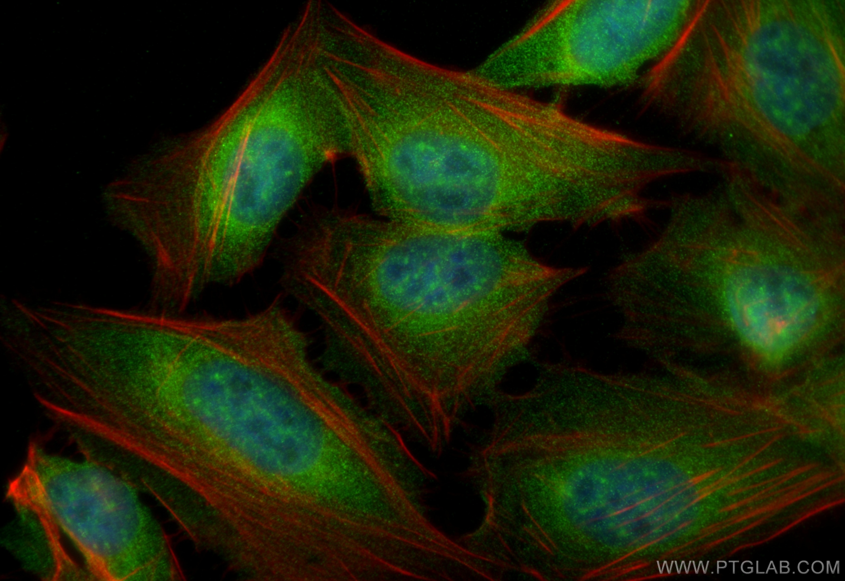 Immunofluorescence (IF) / fluorescent staining of U2OS cells using SORBS2 Polyclonal antibody (24643-1-AP)
