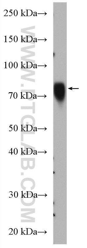 Western Blot (WB) analysis of MDCK cells using SORBS2 Polyclonal antibody (24643-1-AP)