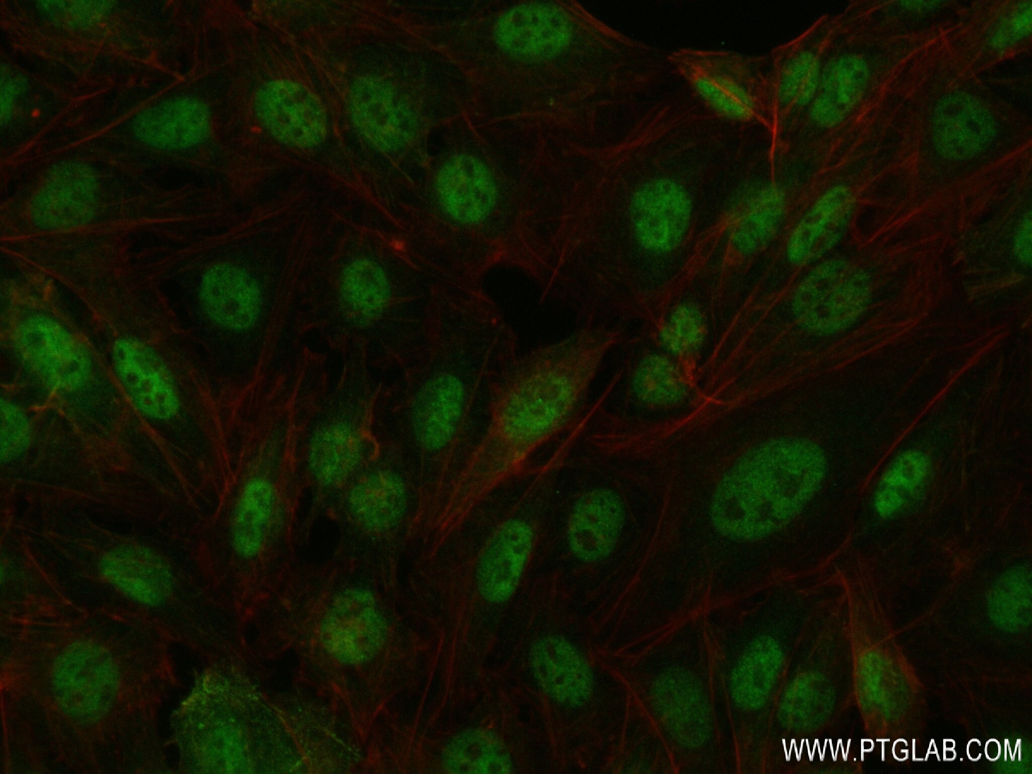 Immunofluorescence (IF) / fluorescent staining of U2OS cells using SORBS2 Recombinant antibody (83189-3-RR)