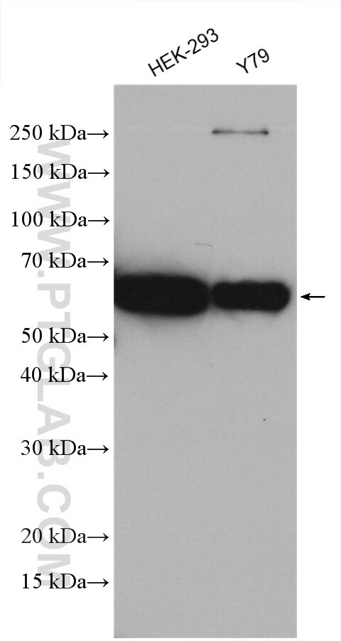 Western Blot (WB) analysis of various lysates using SORCS1 Polyclonal antibody (23002-1-AP)