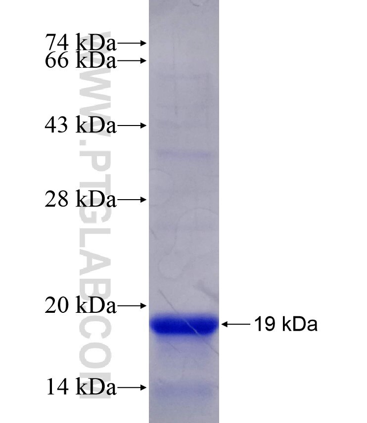 SORCS1 fusion protein Ag19132 SDS-PAGE