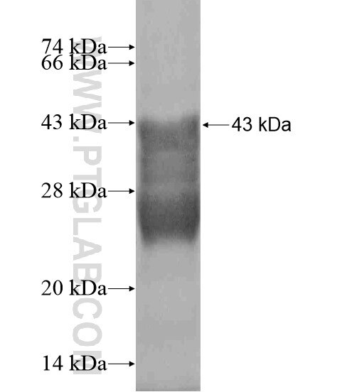 SORCS1 fusion protein Ag19199 SDS-PAGE