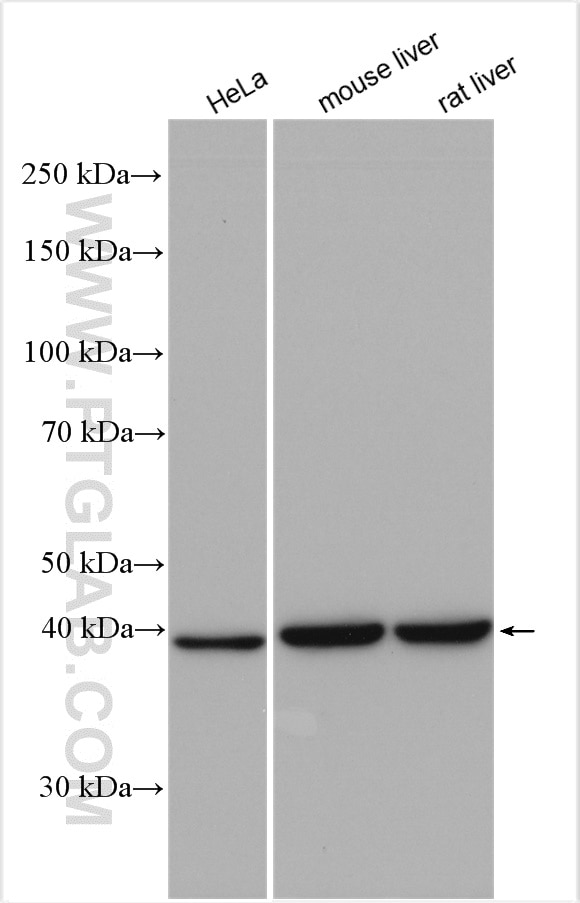 Western Blot (WB) analysis of various lysates using Sorbitol dehydrogenase Polyclonal antibody (15881-1-AP)