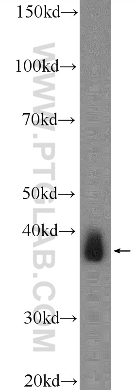 Western Blot (WB) analysis of rat liver tissue using Sorbitol dehydrogenase Polyclonal antibody (15881-1-AP)