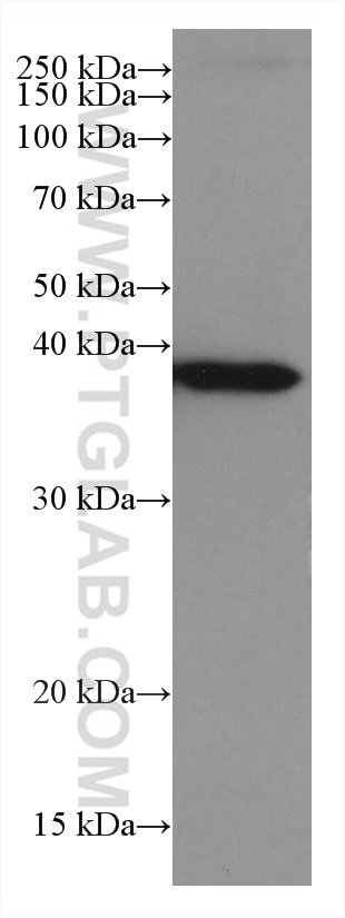 Western Blot (WB) analysis of HSC-T6 cells using SORD Monoclonal antibody (67625-1-Ig)