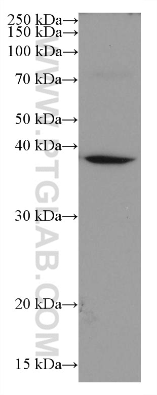 Western Blot (WB) analysis of PC-12 cells using SORD Monoclonal antibody (67625-1-Ig)