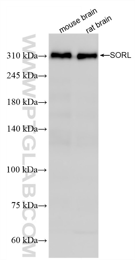 WB analysis using 87882-1-RR Western Blot (WB) analysis of various lysates using SORLA Recombinant monoclonal antibody (87882-1-RR)