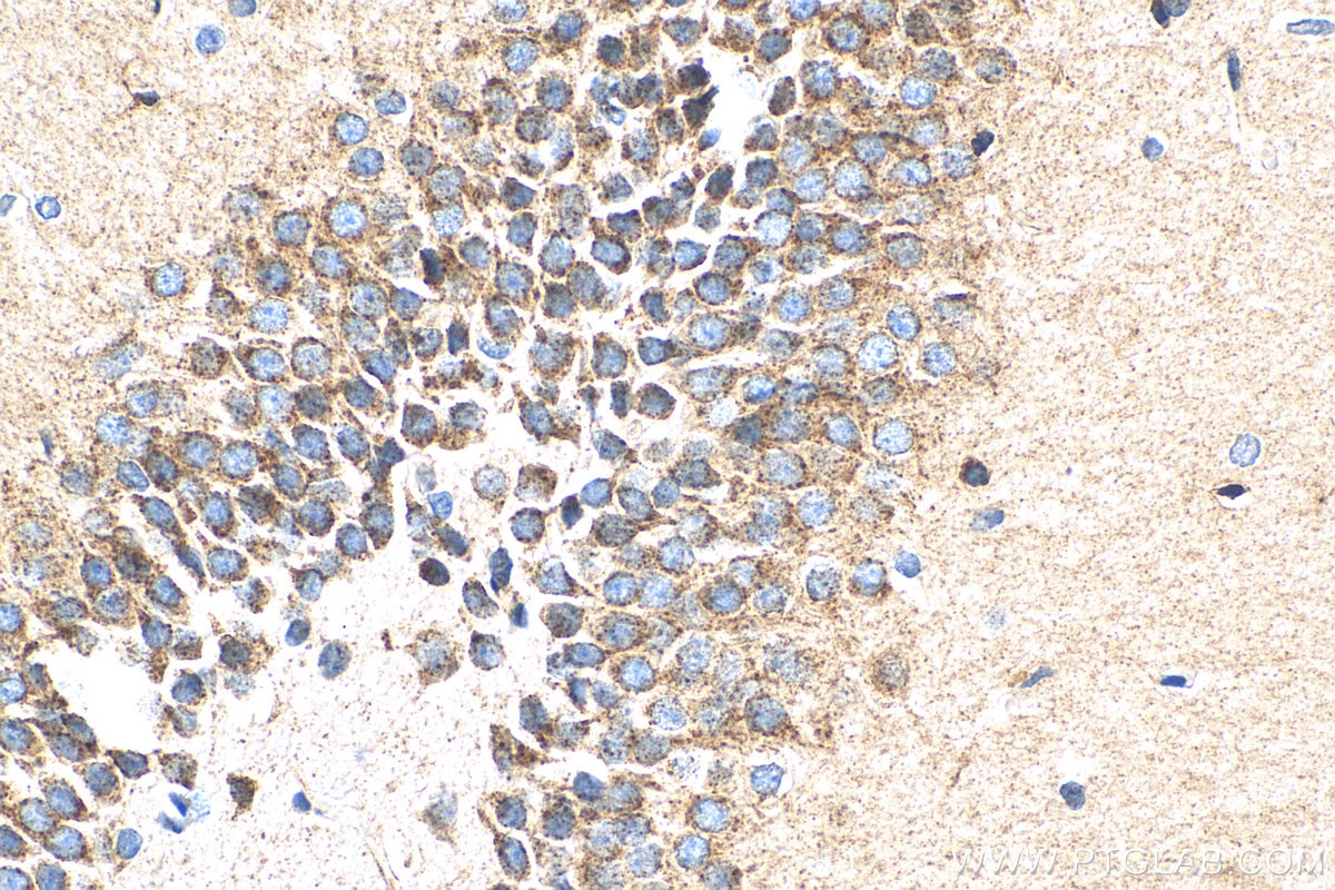 IHC staining of rat brain using 12369-1-AP