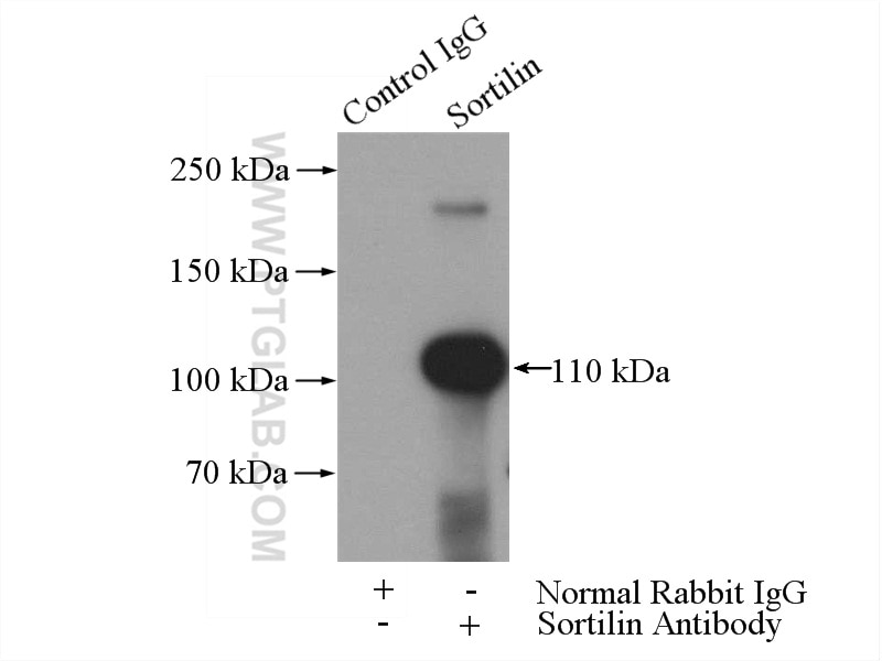 Immunoprecipitation (IP) experiment of rat brain tissue using Sortilin Polyclonal antibody (12369-1-AP)