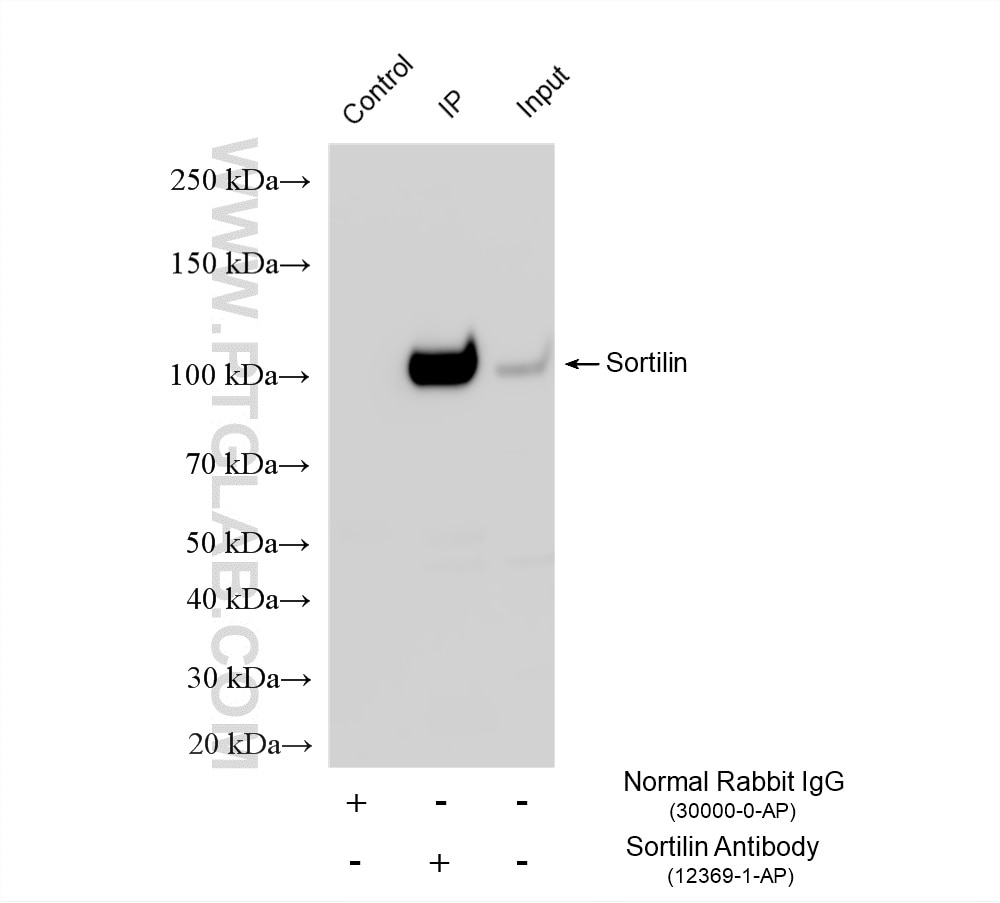 Immunoprecipitation (IP) experiment of mouse brain tissue using Sortilin Polyclonal antibody (12369-1-AP)