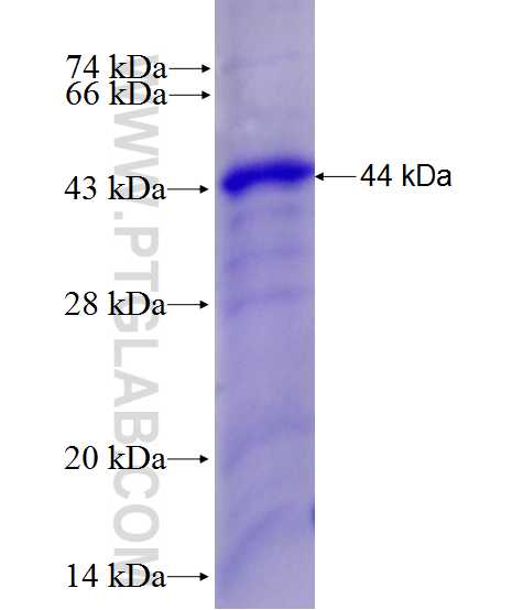 SORT1 fusion protein Ag28043 SDS-PAGE