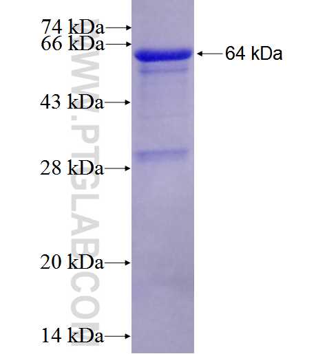 SORT1 fusion protein Ag2997 SDS-PAGE