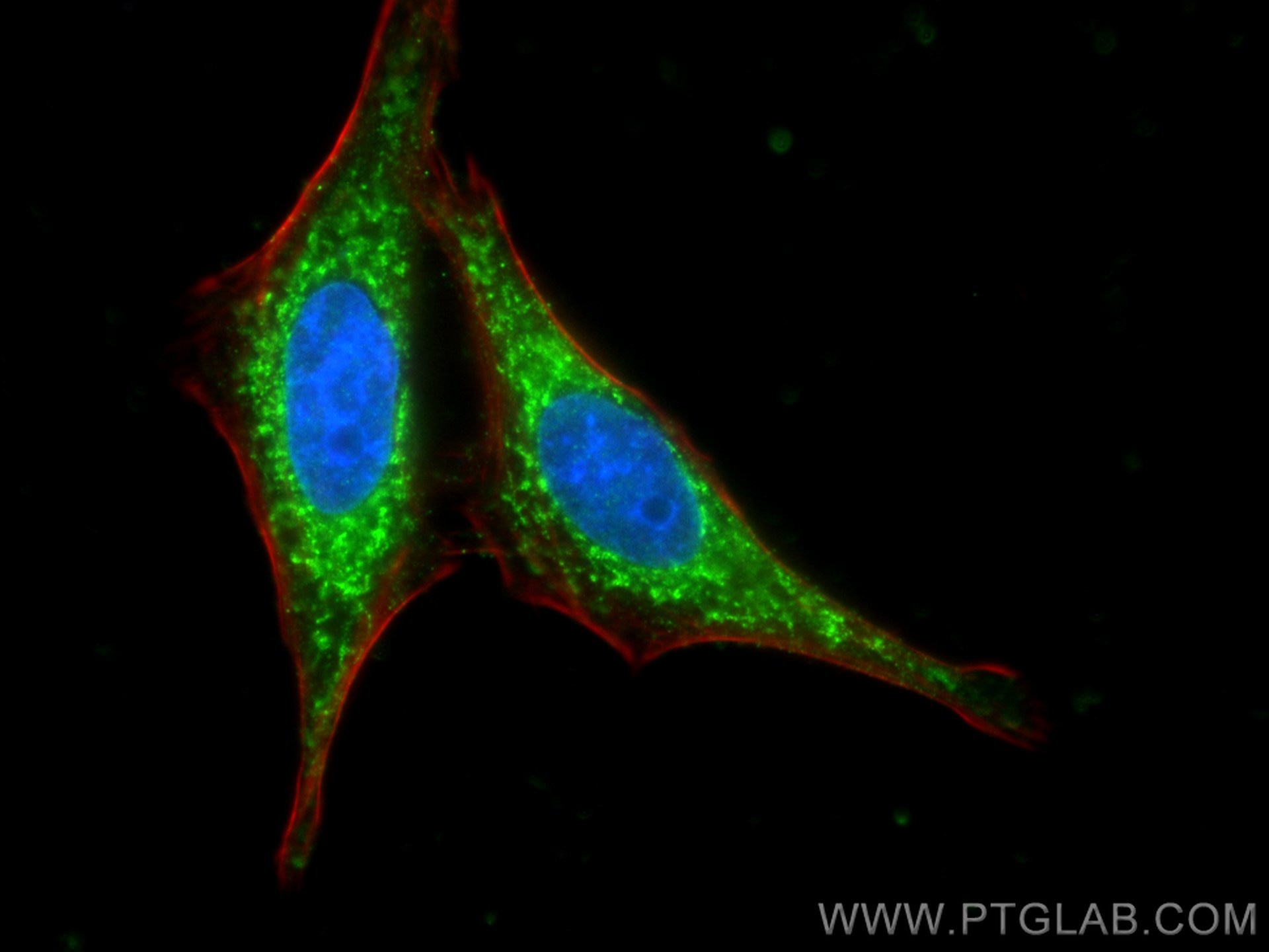 Immunofluorescence (IF) / fluorescent staining of HepG2 cells using Sclerostin Polyclonal antibody (21933-1-AP)