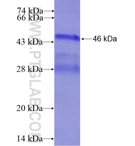 SOST fusion protein Ag15704 SDS-PAGE
