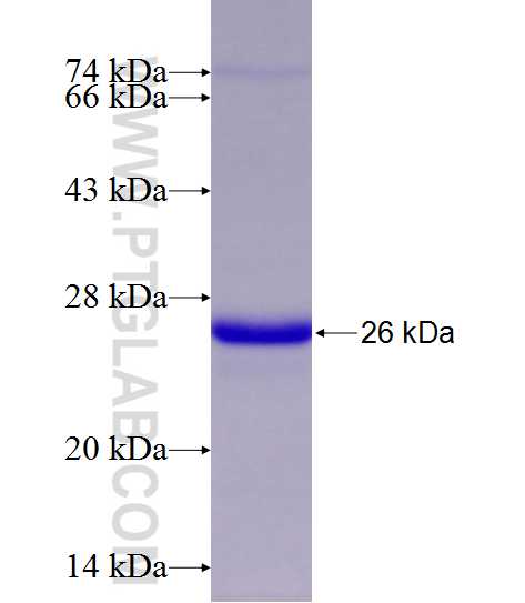 SOST fusion protein Ag16567 SDS-PAGE