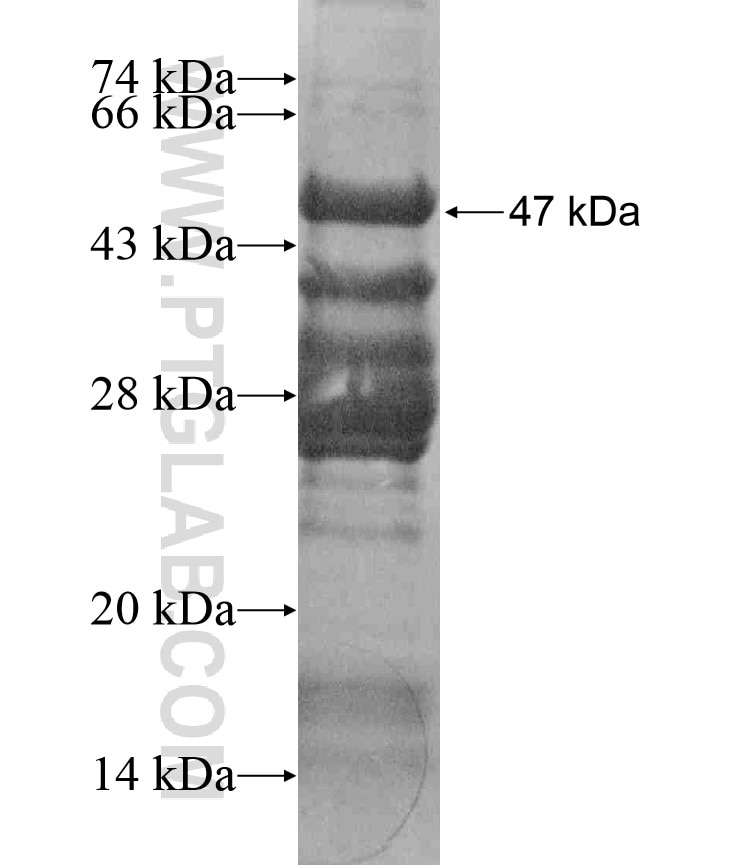 SOSTDC1 fusion protein Ag17538 SDS-PAGE