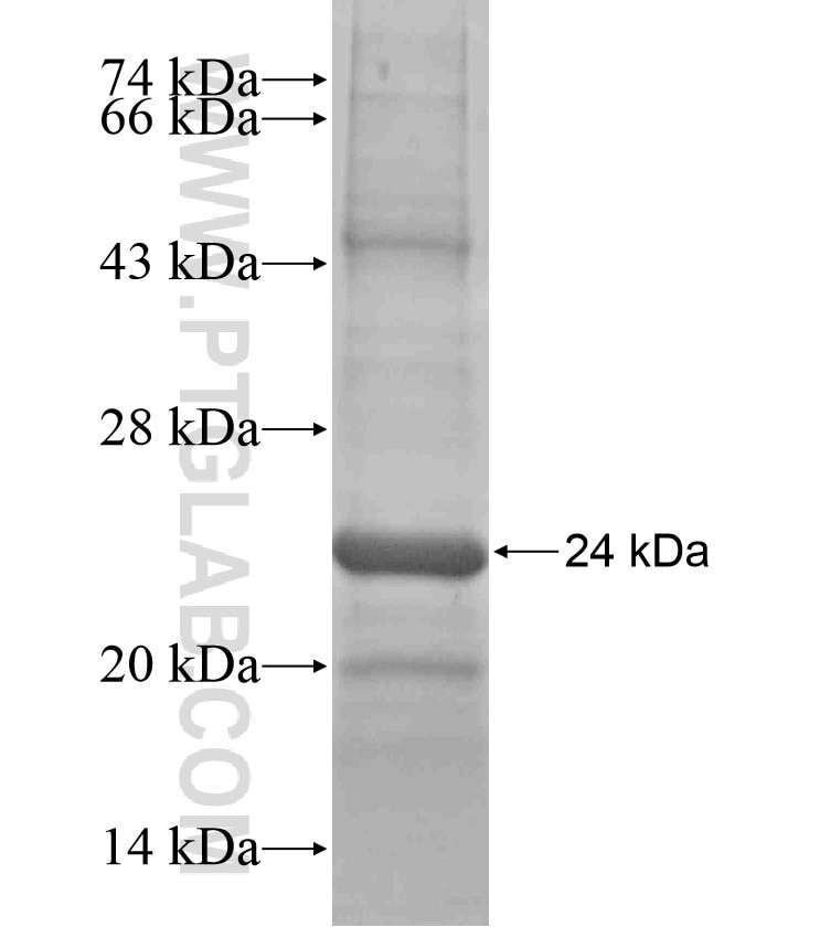 SOSTDC1 fusion protein Ag17667 SDS-PAGE