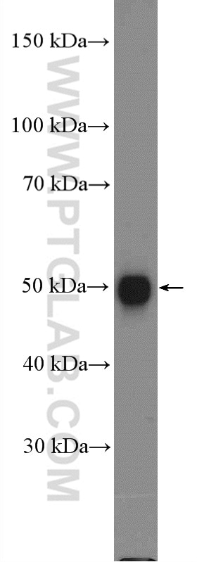 Western Blot (WB) analysis of NCCIT cells using SOX1 Polyclonal antibody (20744-1-AP)