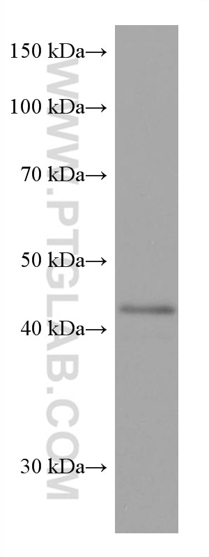 Western Blot (WB) analysis of HaCaT cells using SOX1 Monoclonal antibody (67994-1-Ig)