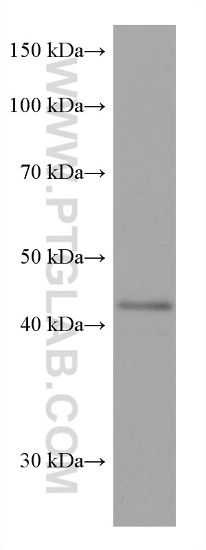 WB analysis of HaCaT using 67994-1-Ig