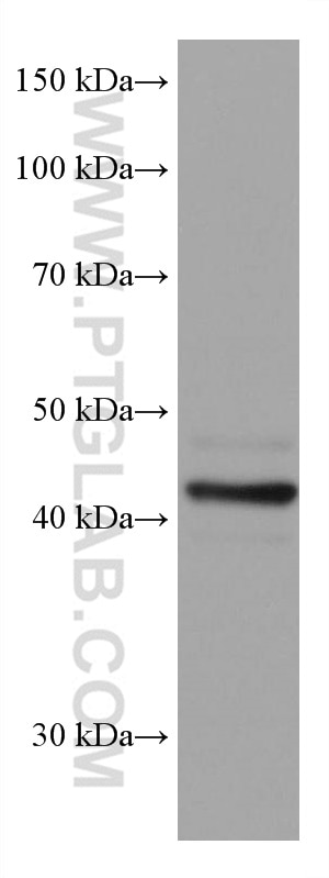 Western Blot (WB) analysis of COLO 320 cells using SOX1 Monoclonal antibody (67994-1-Ig)
