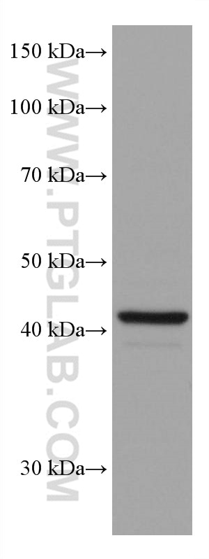 Western Blot (WB) analysis of HUVEC cells using SOX1 Monoclonal antibody (67994-1-Ig)