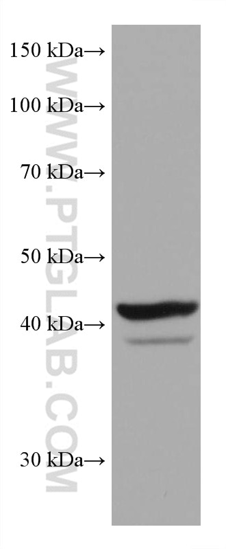 Western Blot (WB) analysis of ATDC-5 cells using SOX1 Monoclonal antibody (67994-1-Ig)