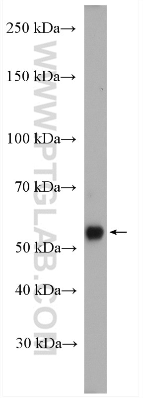 Western Blot (WB) analysis of mouse brain tissue using SOX10 Polyclonal antibody (10422-1-AP)