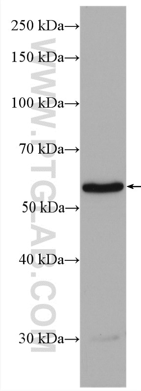 Western Blot (WB) analysis of SH-SY5Y cells using SOX10 Polyclonal antibody (10422-1-AP)