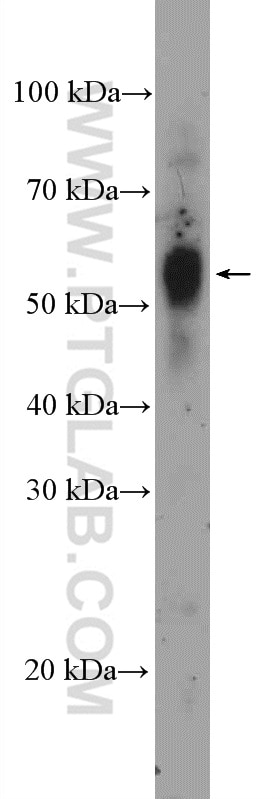 Western Blot (WB) analysis of mouse small intestine tissue using SOX10 Polyclonal antibody (10422-1-AP)