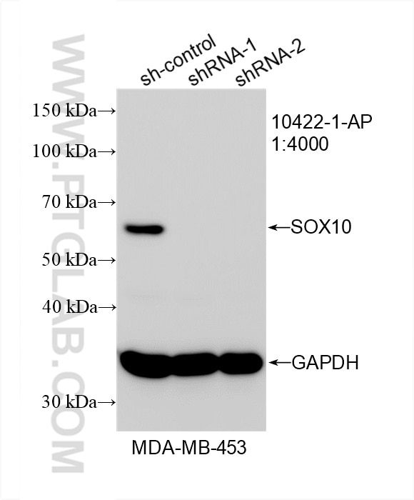 Western Blot (WB) analysis of MDA-MB-453 cells using SOX10 Polyclonal antibody (10422-1-AP)