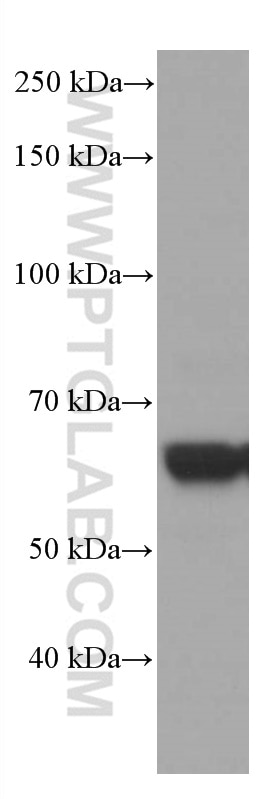 Western Blot (WB) analysis of A375 cells using SOX10 Monoclonal antibody (66786-1-Ig)