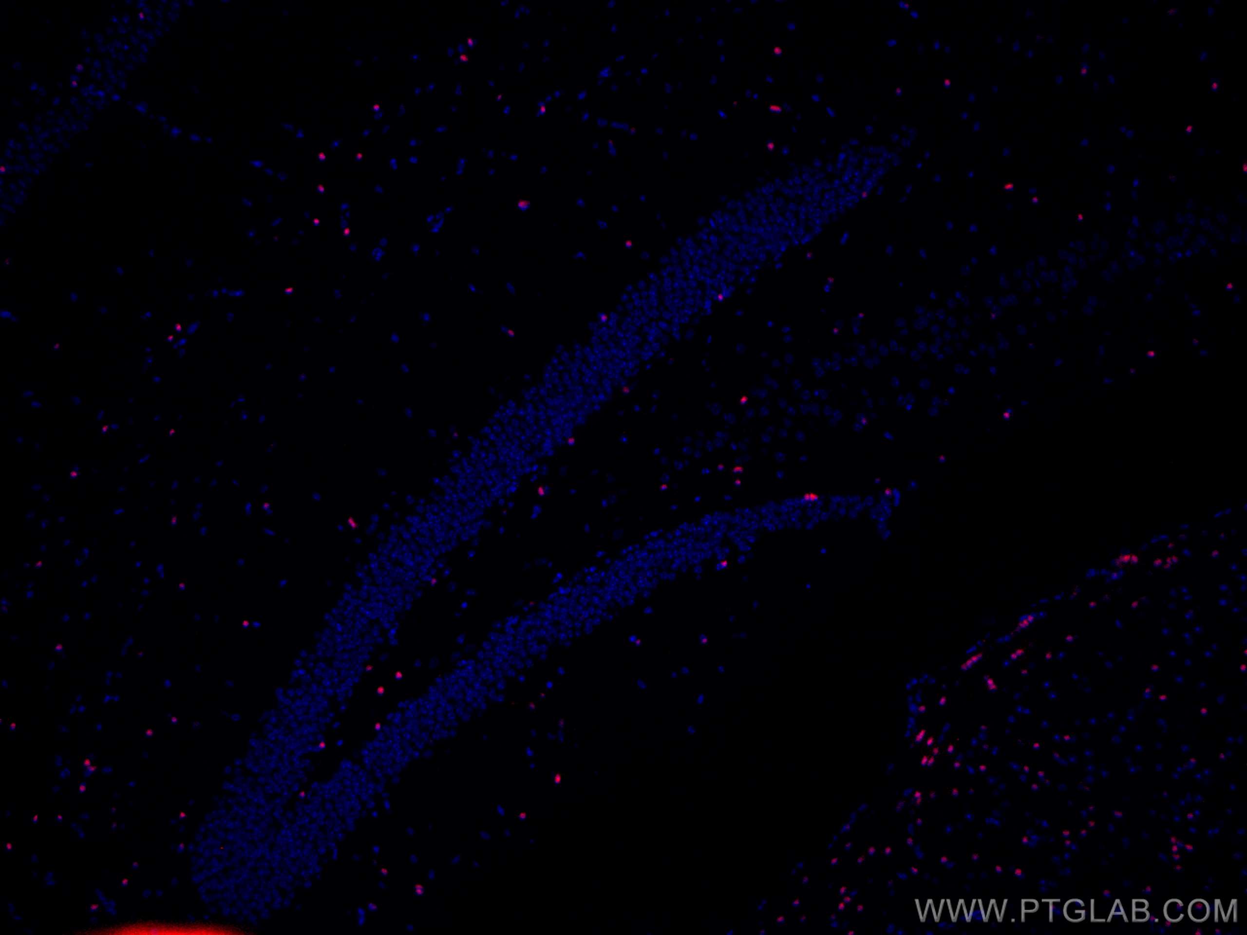 Immunofluorescence (IF) / fluorescent staining of mouse brain tissue using CoraLite®594-conjugated SOX10 Monoclonal antibody (CL594-66786)