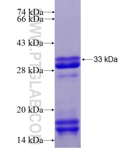 SOX10 fusion protein Ag23191 SDS-PAGE