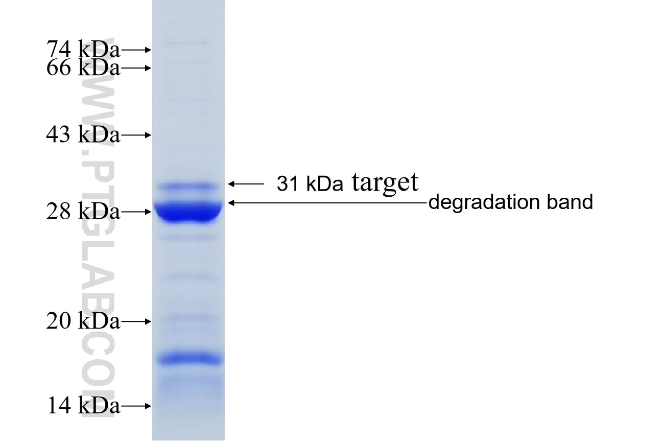 SOX10 fusion protein Ag38090 SDS-PAGE SOX10 fusion protein Ag38090 SDS-PAGE