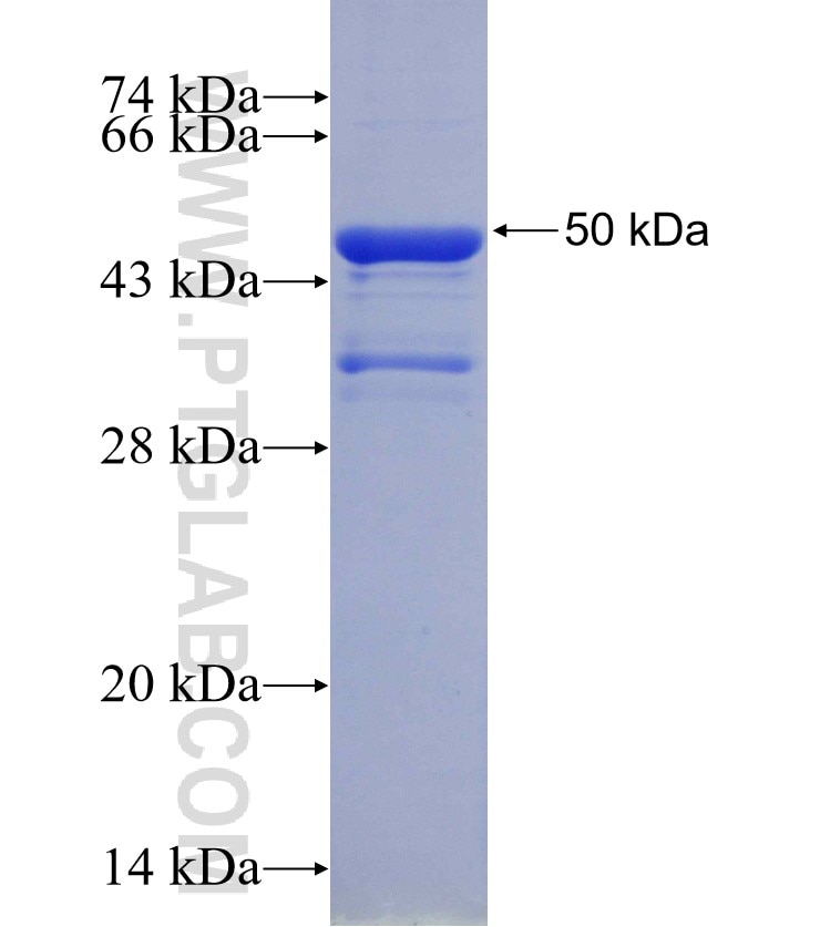 SOX11 fusion protein Ag30020 SDS-PAGE
