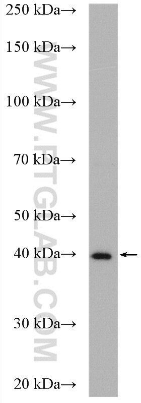 Western Blot (WB) analysis of BxPC-3 cells using SOX12 Polyclonal antibody (23939-1-AP)