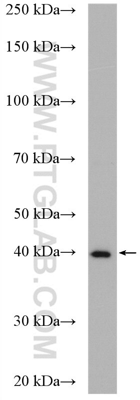 WB analysis of BxPC-3 using 23939-1-AP