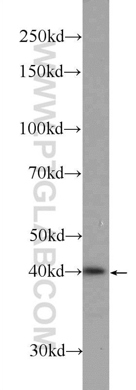Western Blot (WB) analysis of mouse testis tissue using SOX12 Polyclonal antibody (23939-1-AP)
